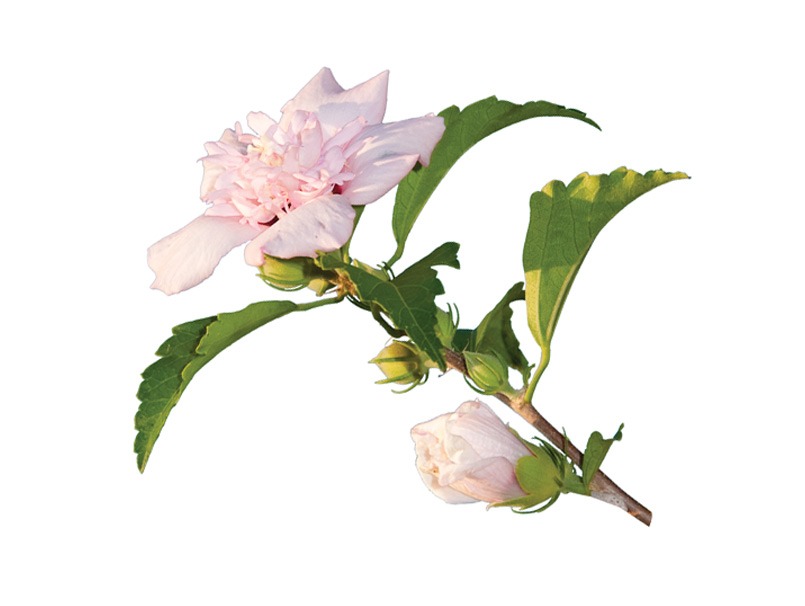 有機木槿花提取物