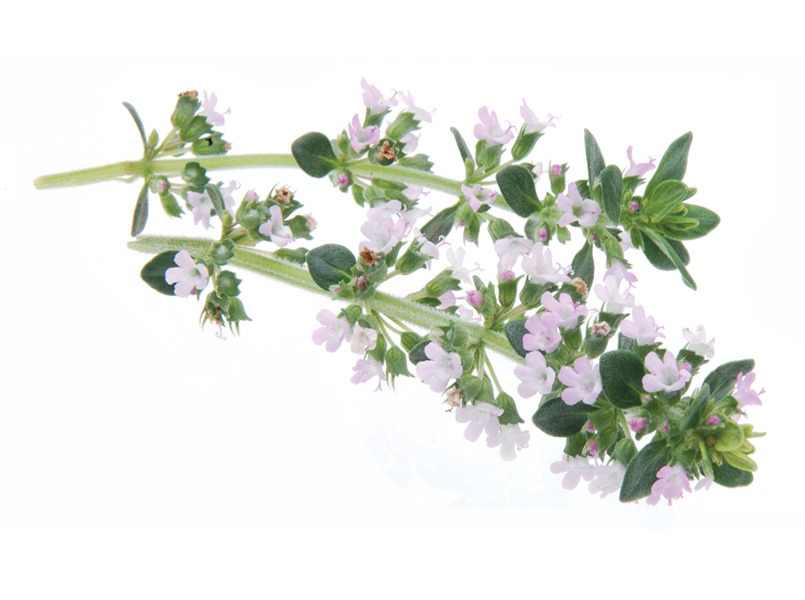 有機百里香萃取物