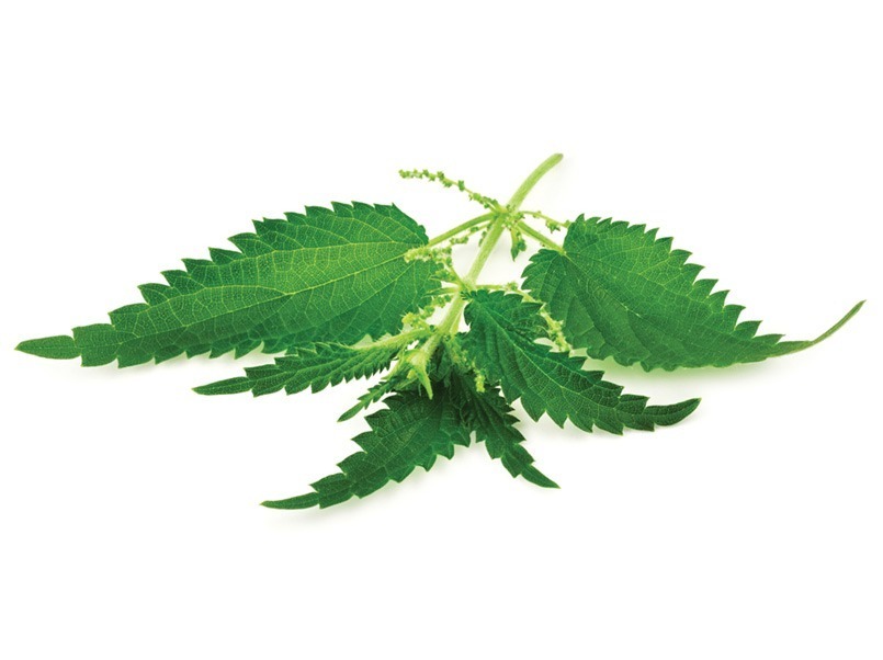 有機蕁麻萃取物