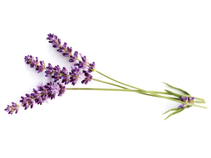 有機薰衣草萃取物