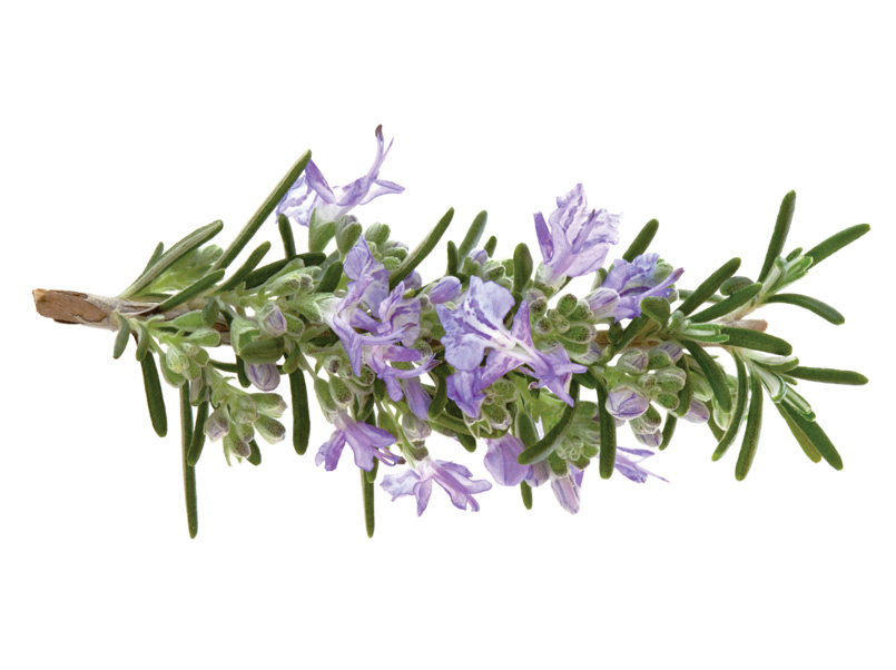 有機迷迭香萃取物