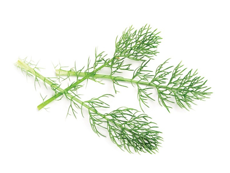 有機馬尾萃取物