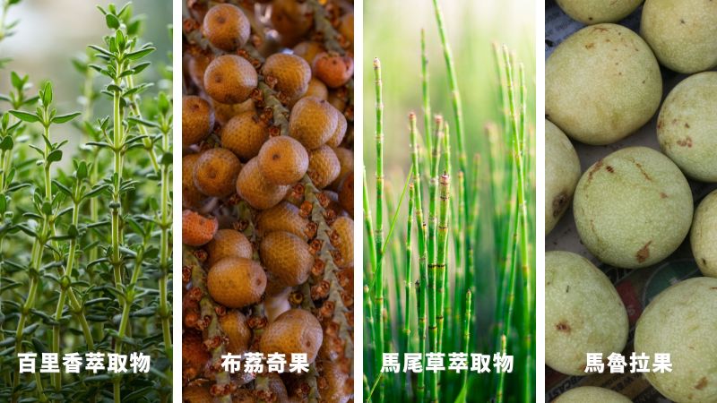 有機洗髮精推薦成分